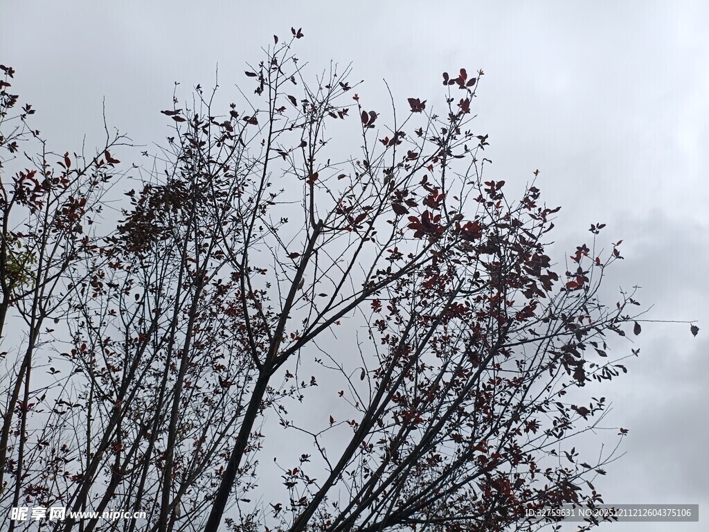 枝头残叶映灰白天空