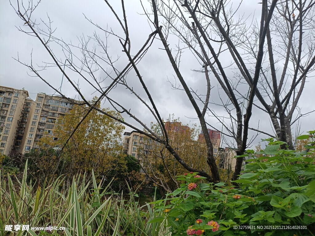 城市中萧瑟的植物景观