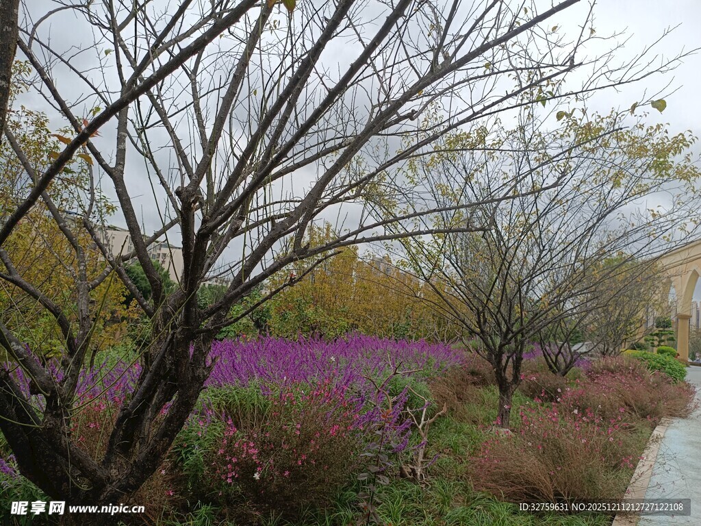 春日繁花与树木的小路景观