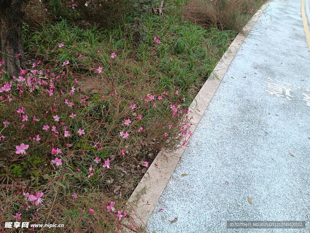 路边绽放的粉色小花
