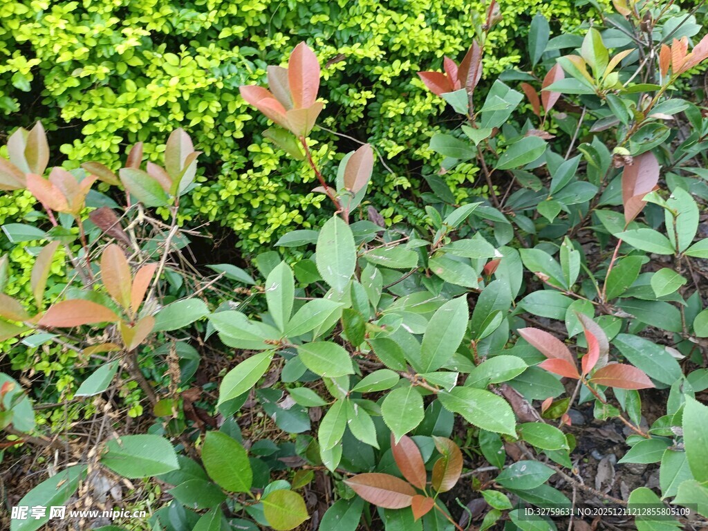 绿叶红边植物景观