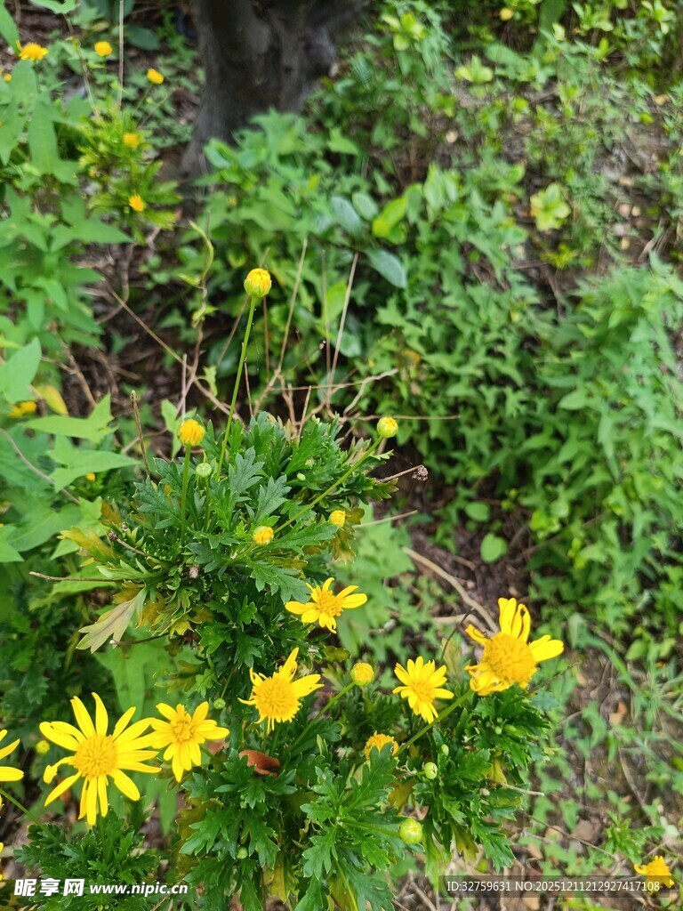 草丛中的黄色小花