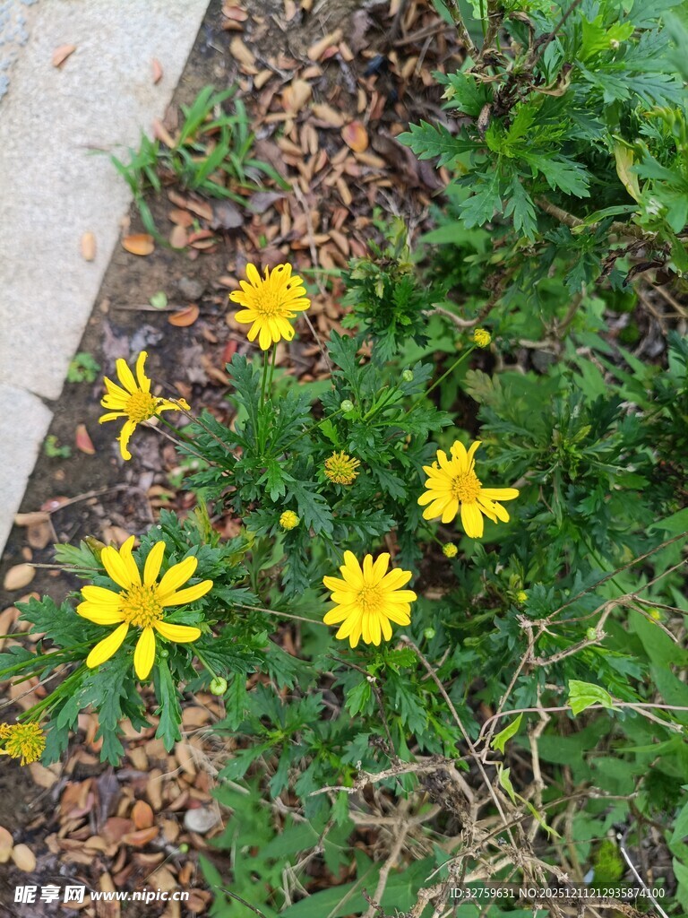 路边绽放的黄色小野花