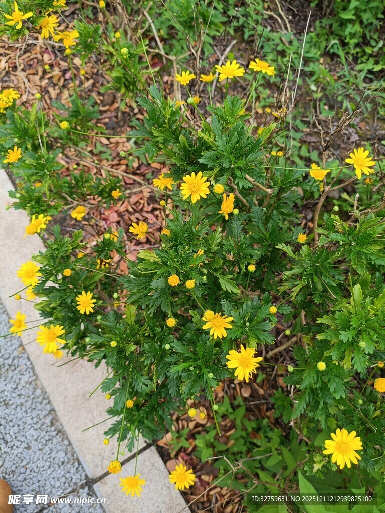 路边绽放的黄色小花