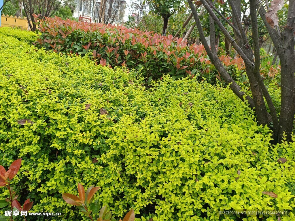 绿意盎然的多彩植物景观