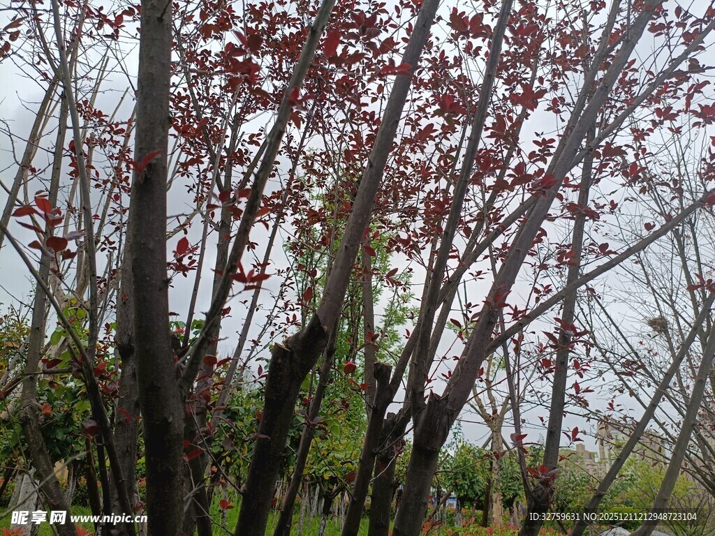 春日繁花满树的美丽景致