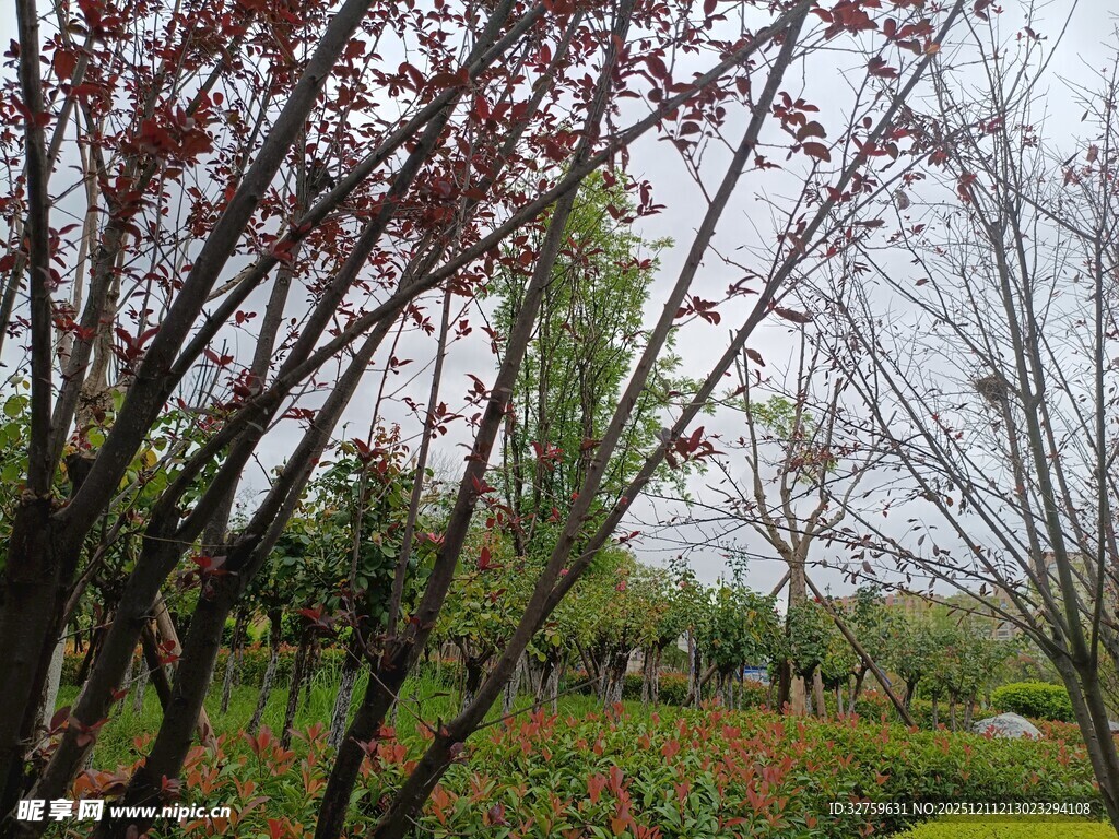 春日园林树木景观