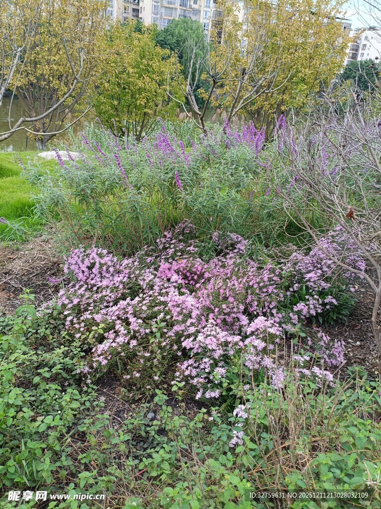 花园中的多彩花卉景观