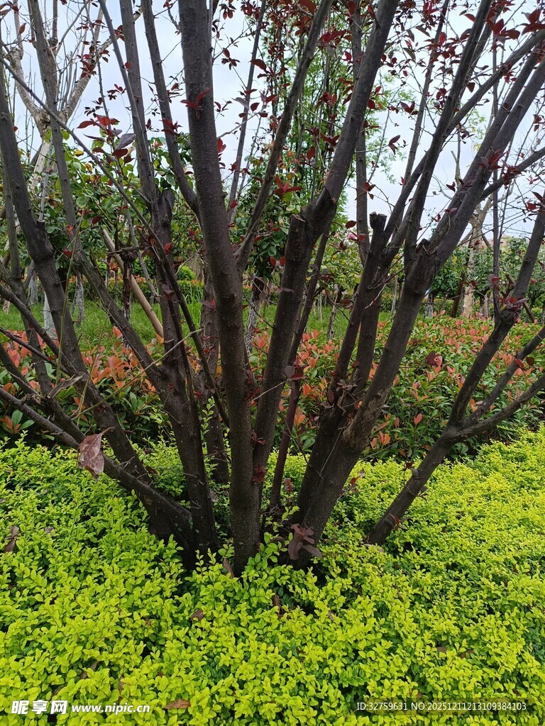 灌木与嫩绿植被景观