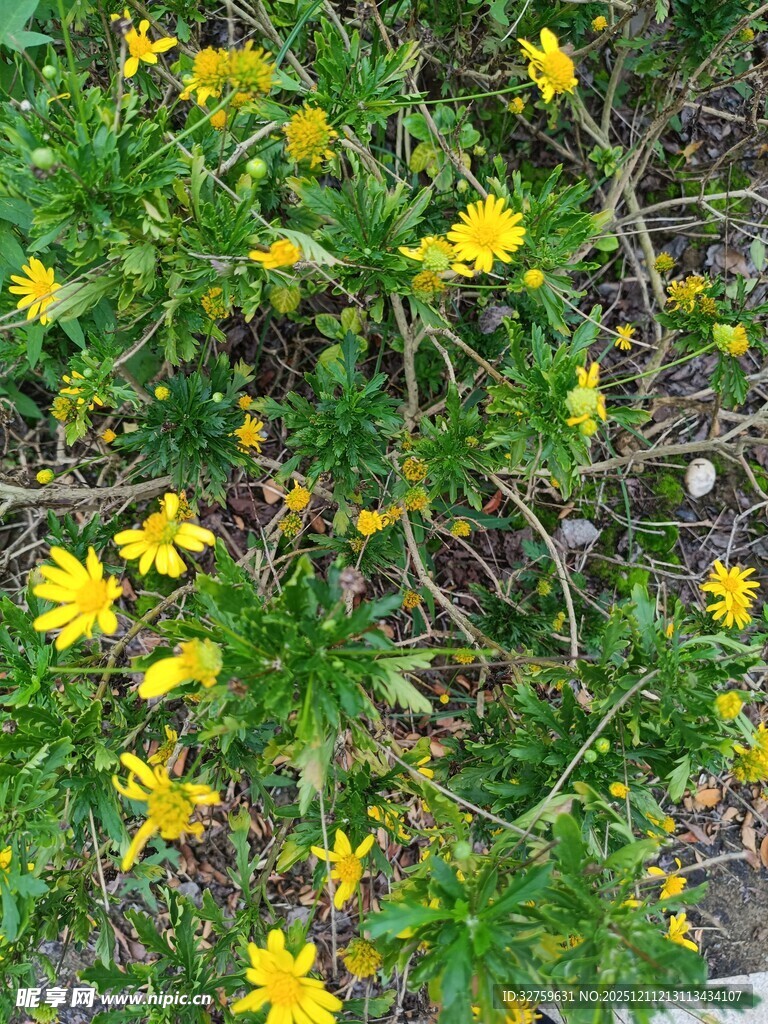 地面绽放的黄色小花