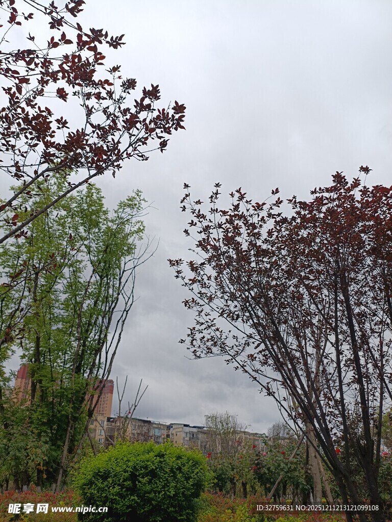 城市中的绿植与建筑景观