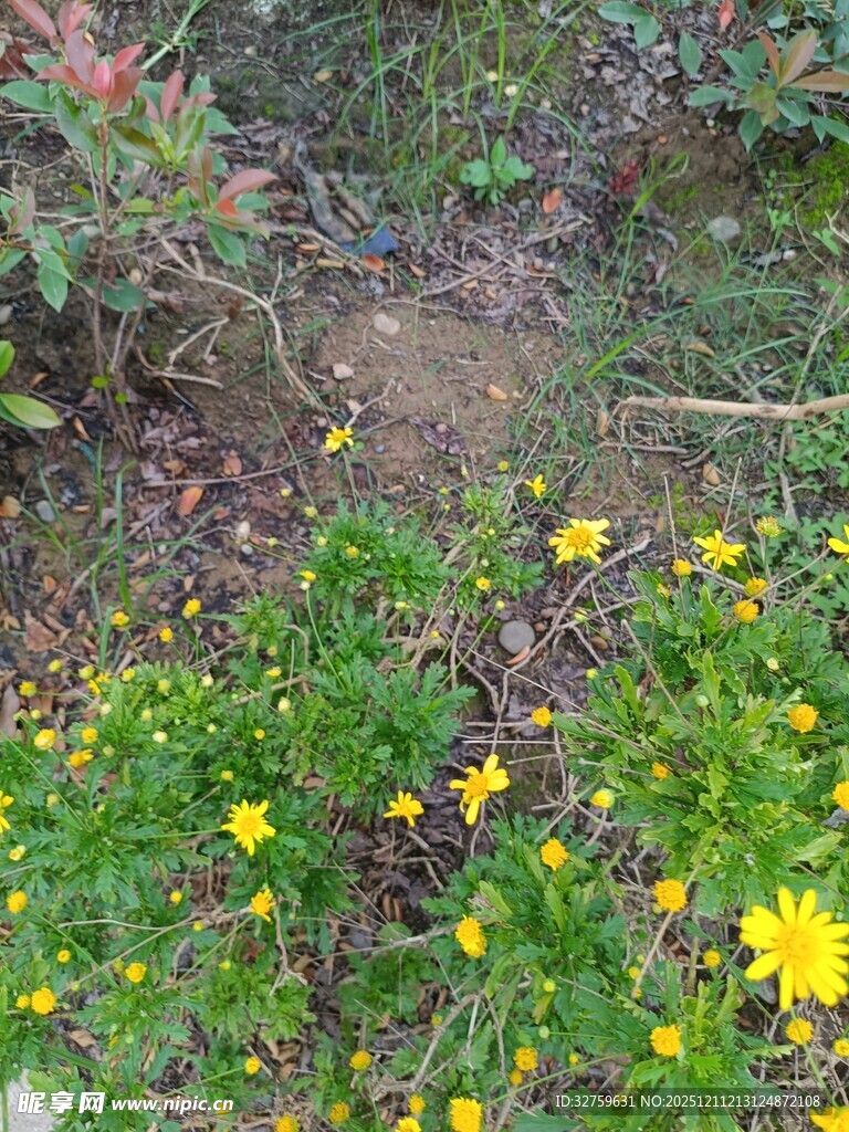 草地中的黄色小花绽放