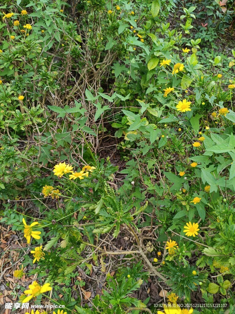 野外绽放的黄色小花