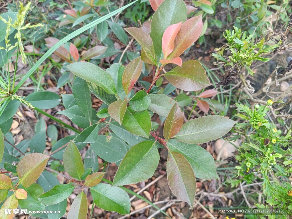 绿叶红边的植物特写