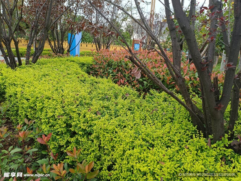 秋日多彩灌木丛景观