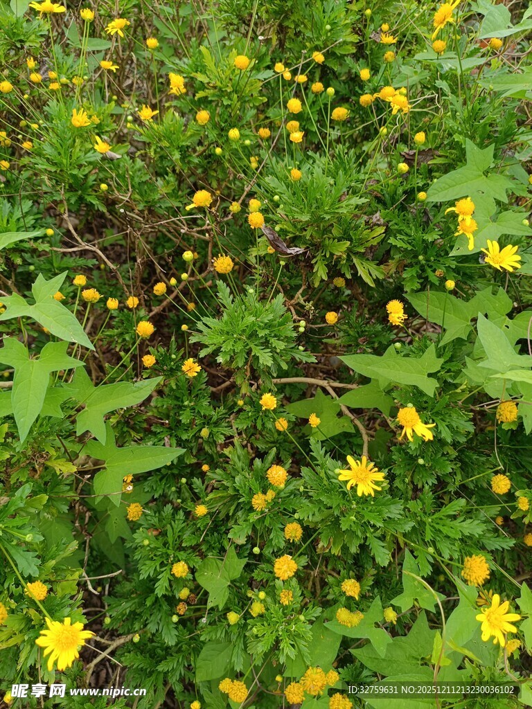 繁茂的黄色小花植物