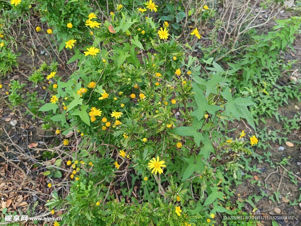 野外绽放的黄色小花