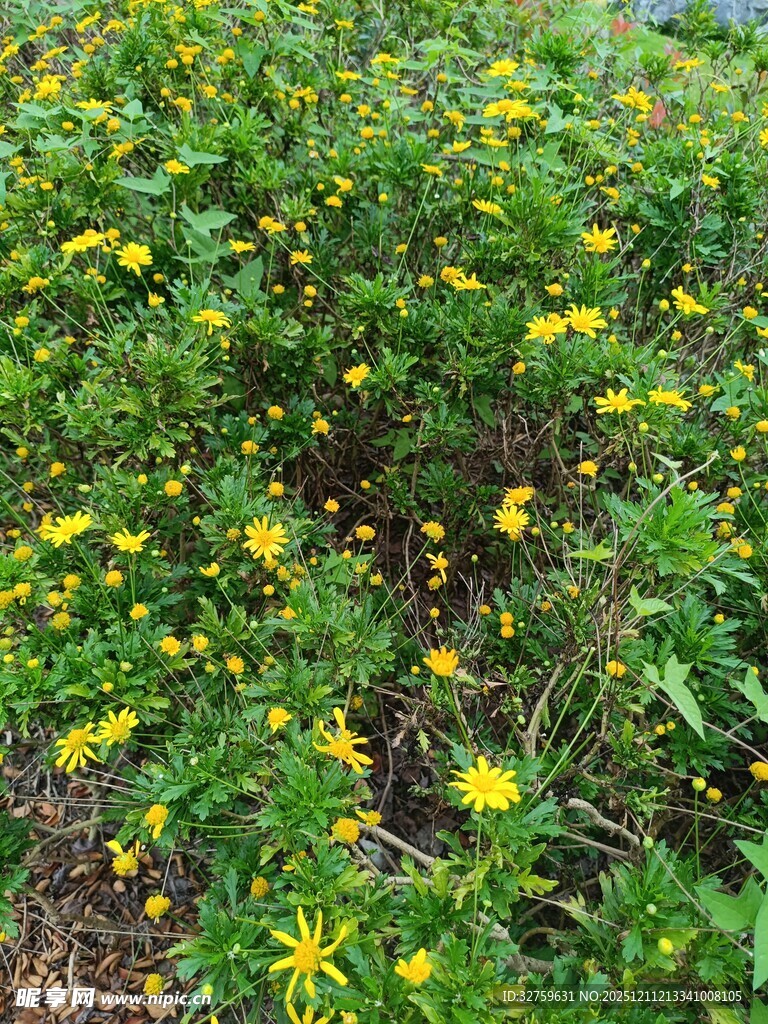 金黄小花铺满绿色草地