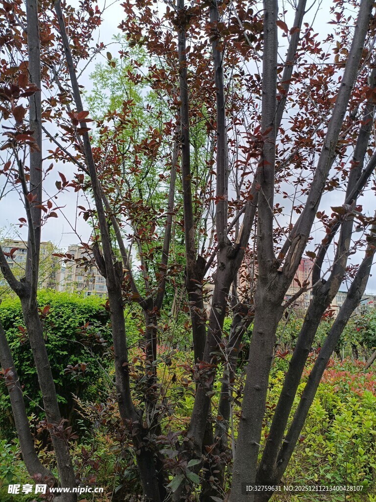 枝头泛红的树木景观