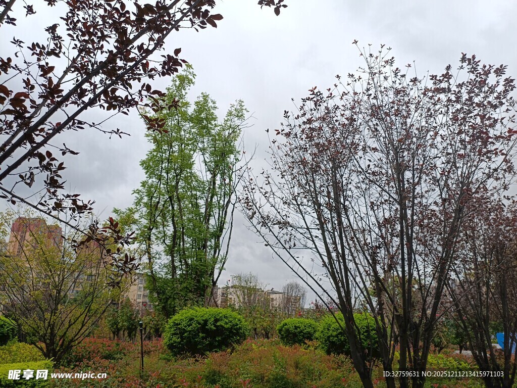 春日园林树木景观