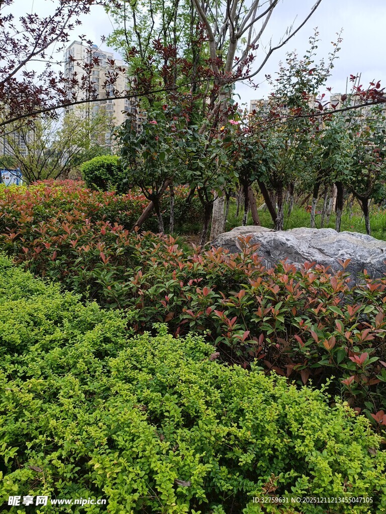 绿意盎然的户外植物景观