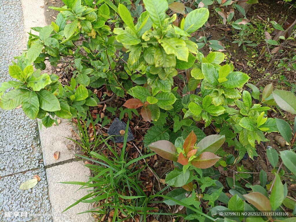 路边绿植生机盎然