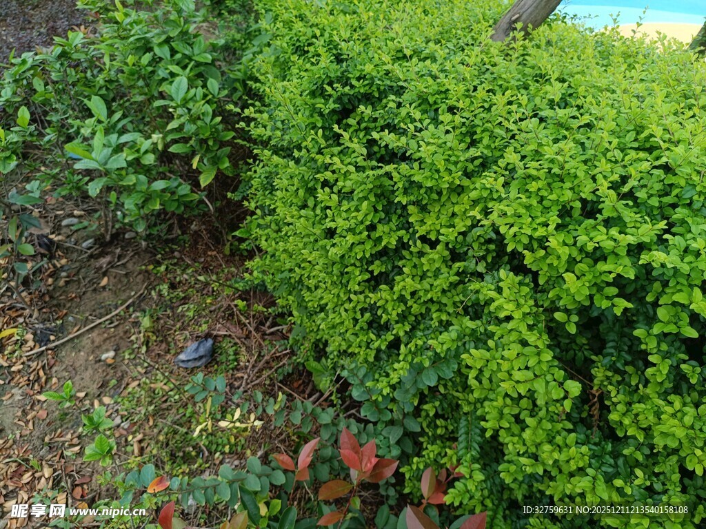 翠绿繁茂的灌木丛景观