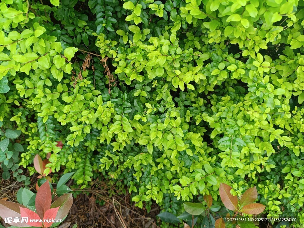翠绿繁茂的植物景观