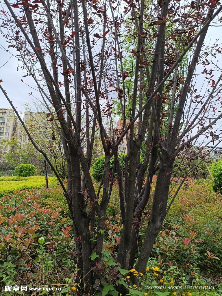 园林中枝干交错的树木