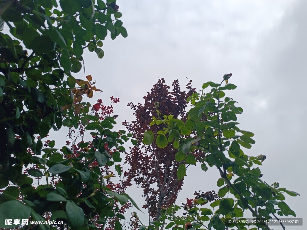 雨中绽放的繁茂花枝