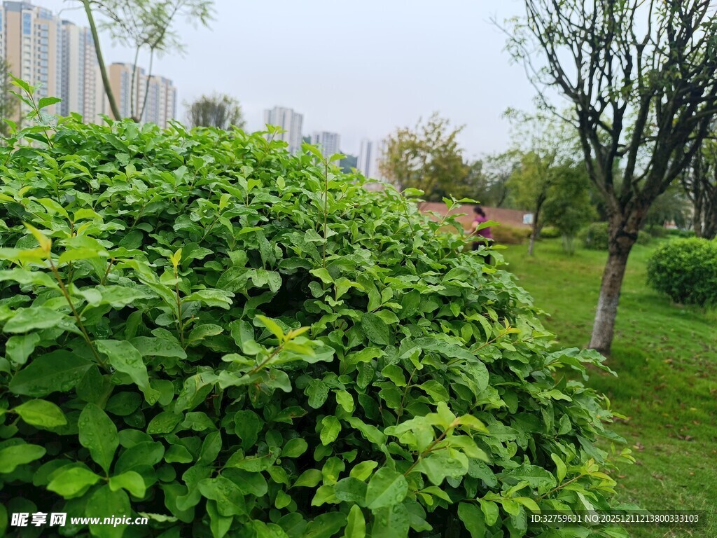 绿意盎然的户外绿植景观