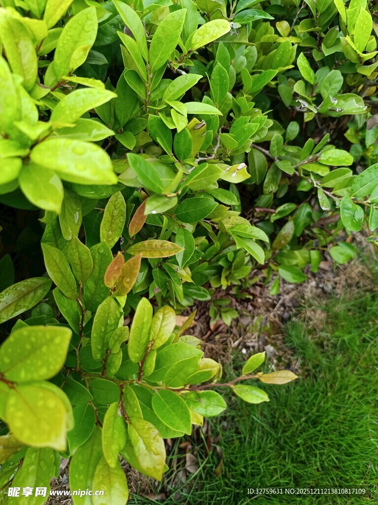 翠绿繁茂的户外绿植景观