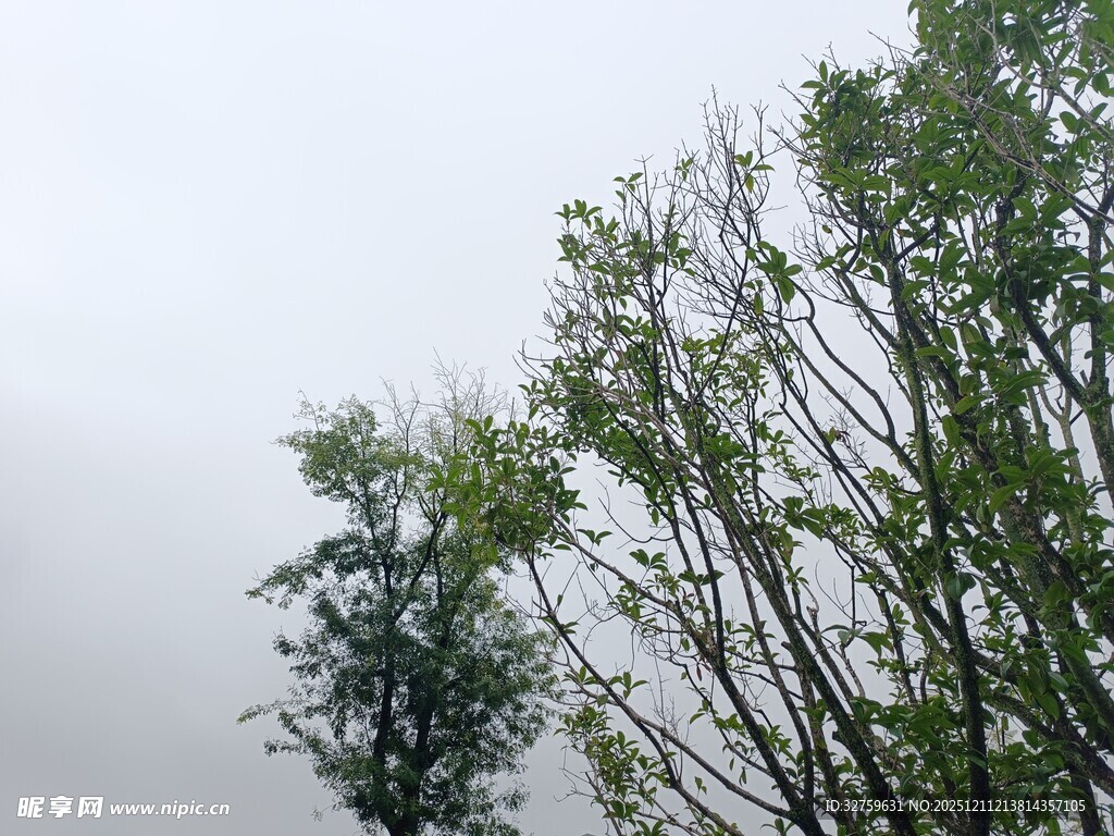 云雾中挺立的葱郁树木