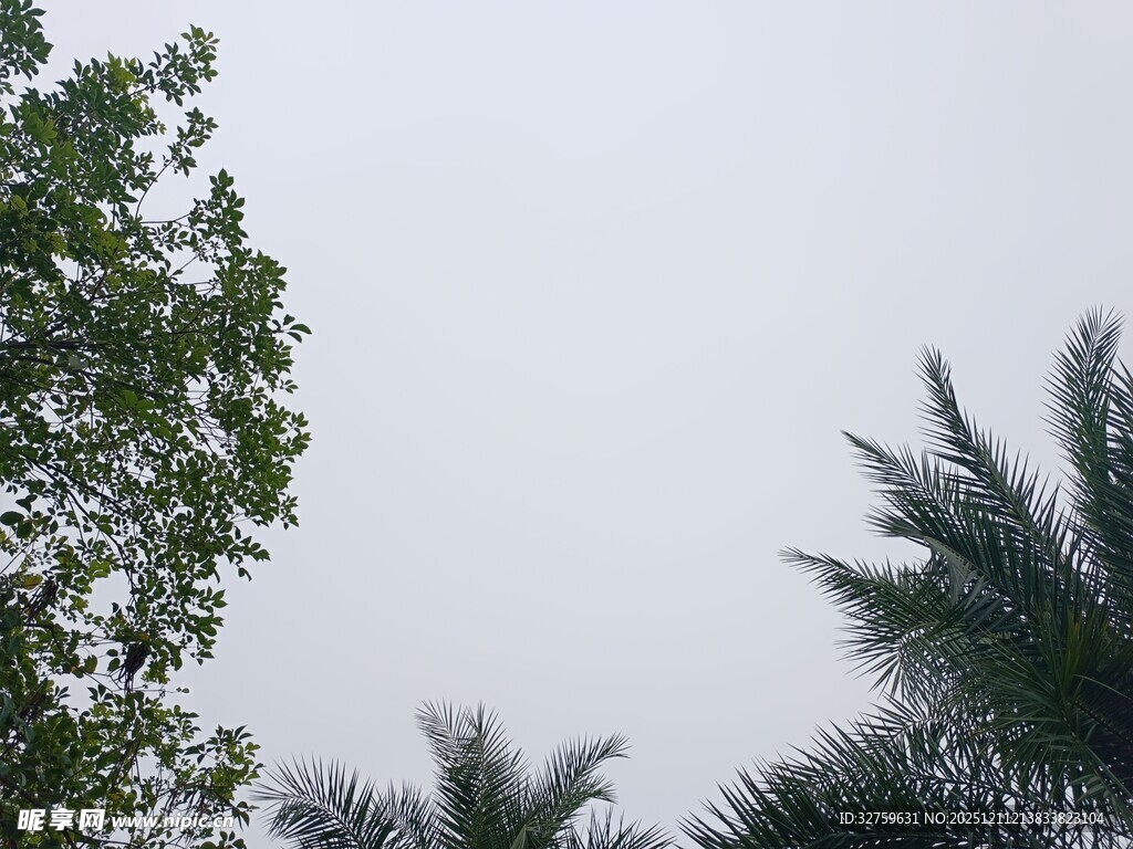 树梢之上的天空景象
