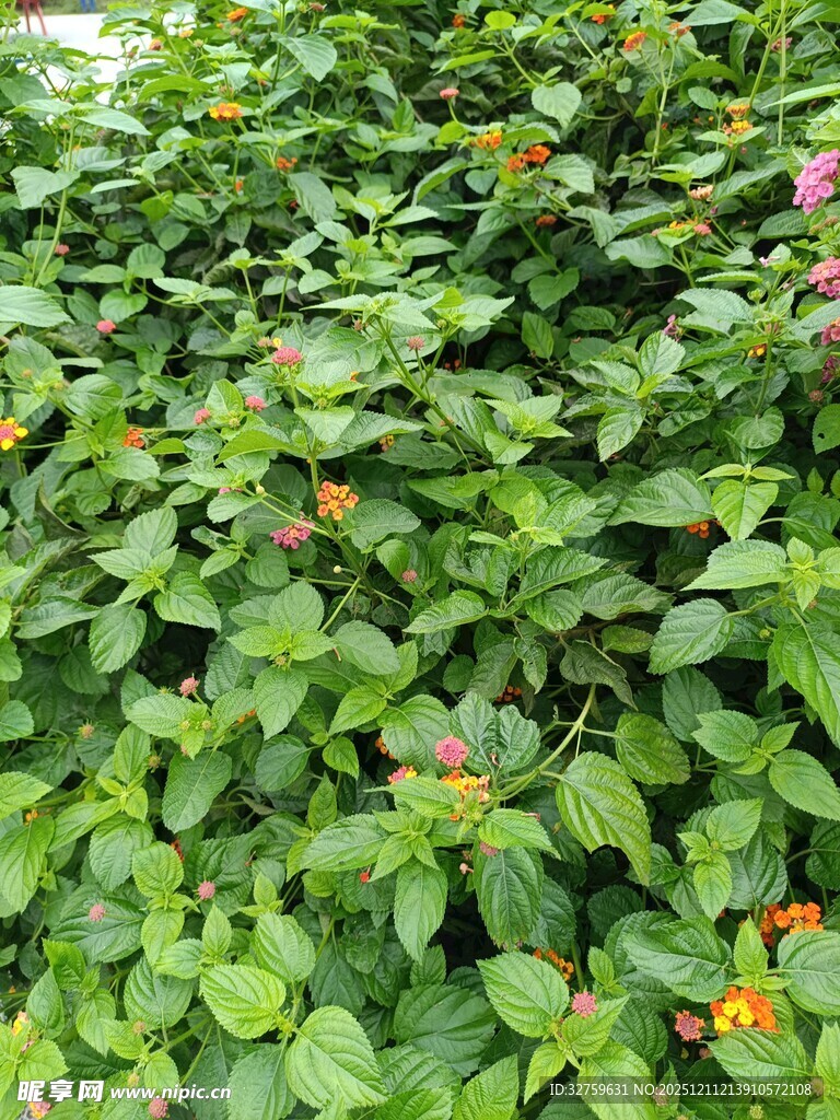 绿叶丛中点缀多彩小花