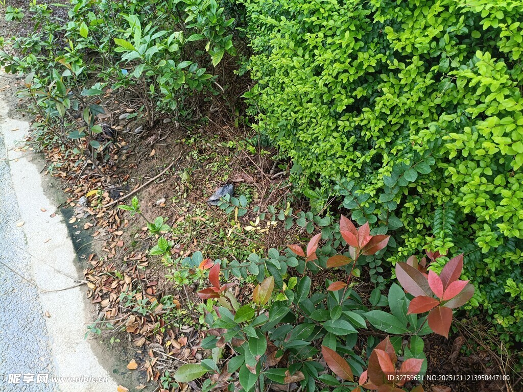 路边多彩绿植景观