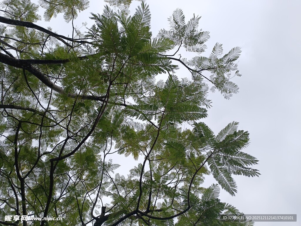 枝叶繁茂的绿色树木