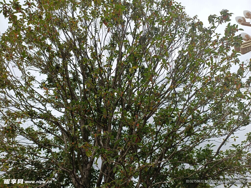 绿叶繁茂的树木