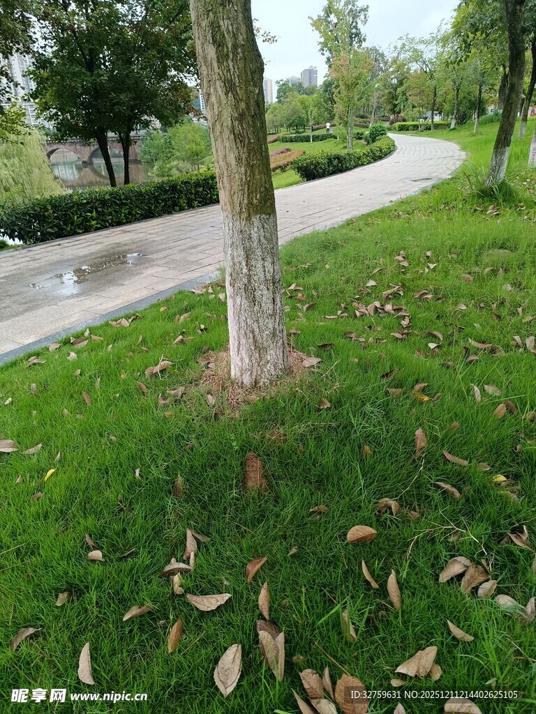 公园草地旁的树木与小径