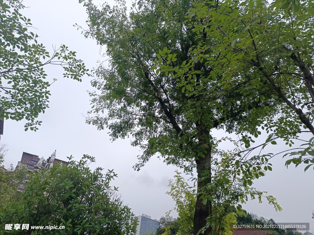 挺拔绿树