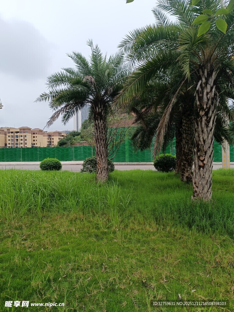 户外草坪上的棕榈树景观