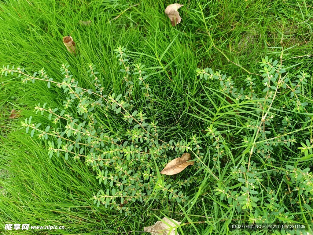 翠绿草地中的零星枯叶