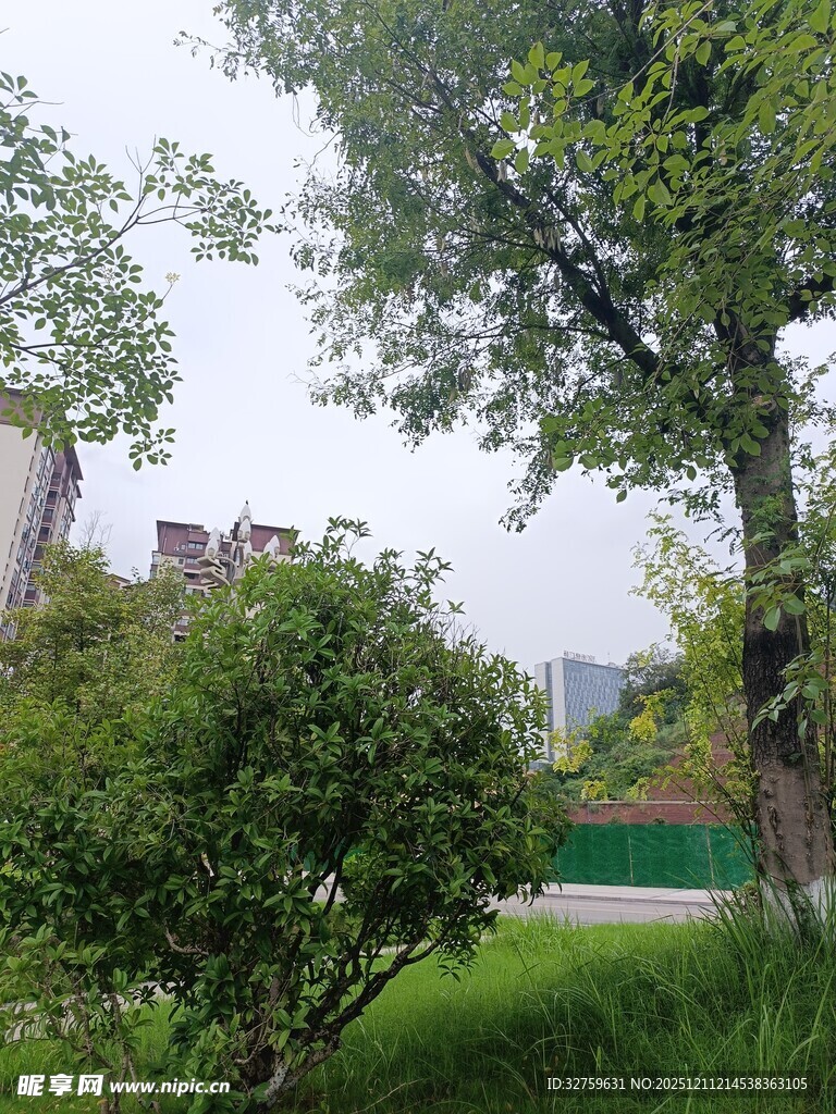 城市中的绿意盎然景观