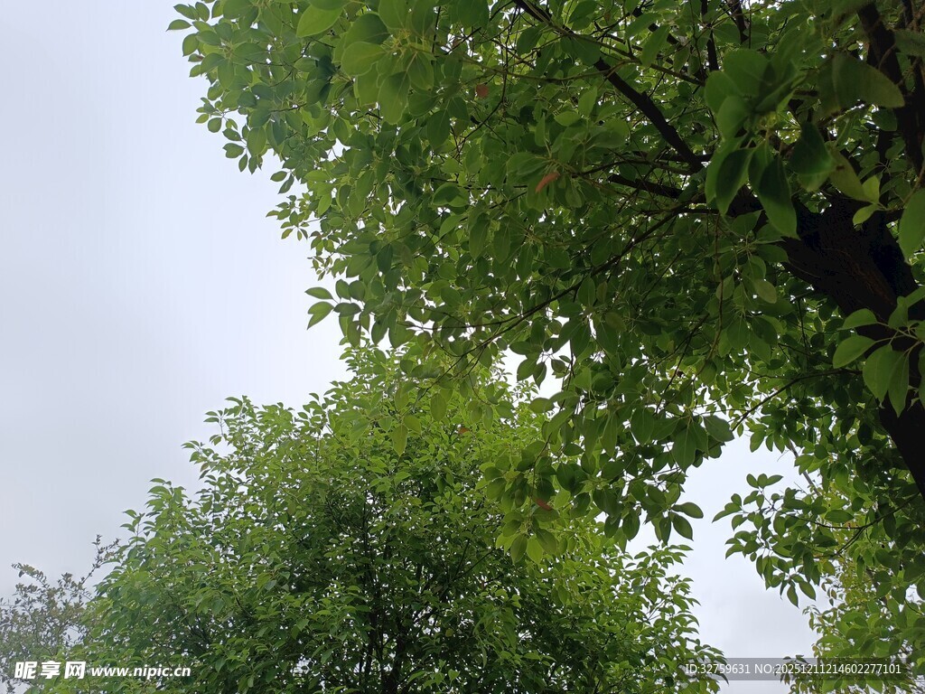 绿树繁茂于天空之下