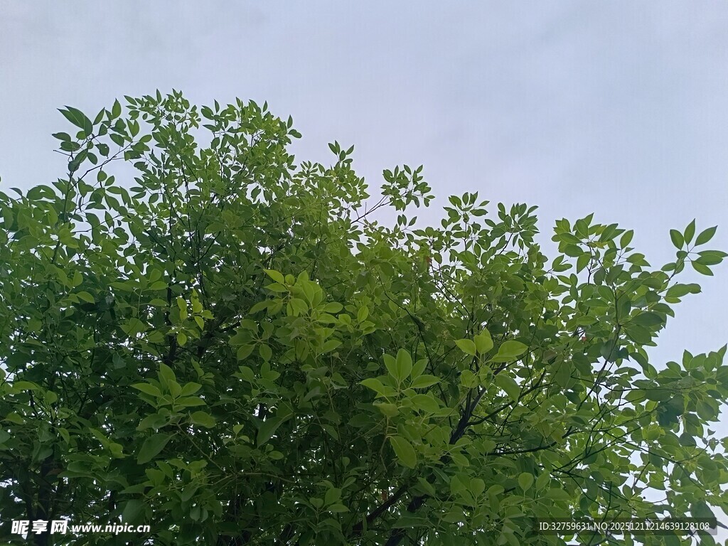 绿意盎然的树冠