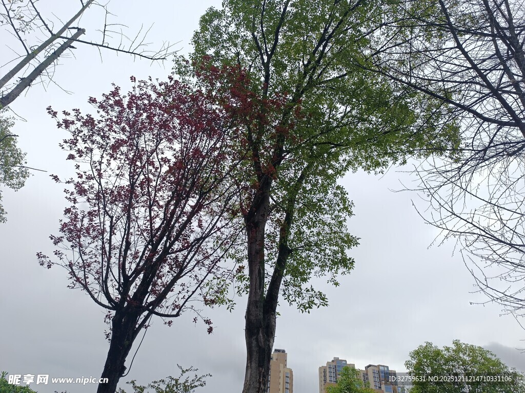 城市中的多彩树木景观