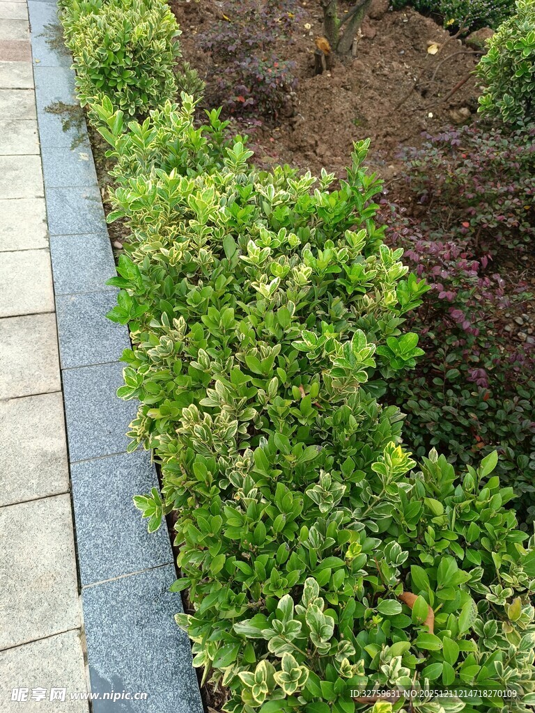 路边绿植景观