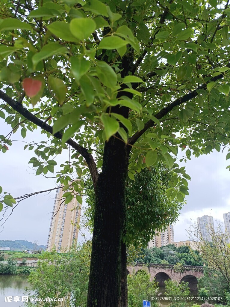 河畔绿树成荫风景如画