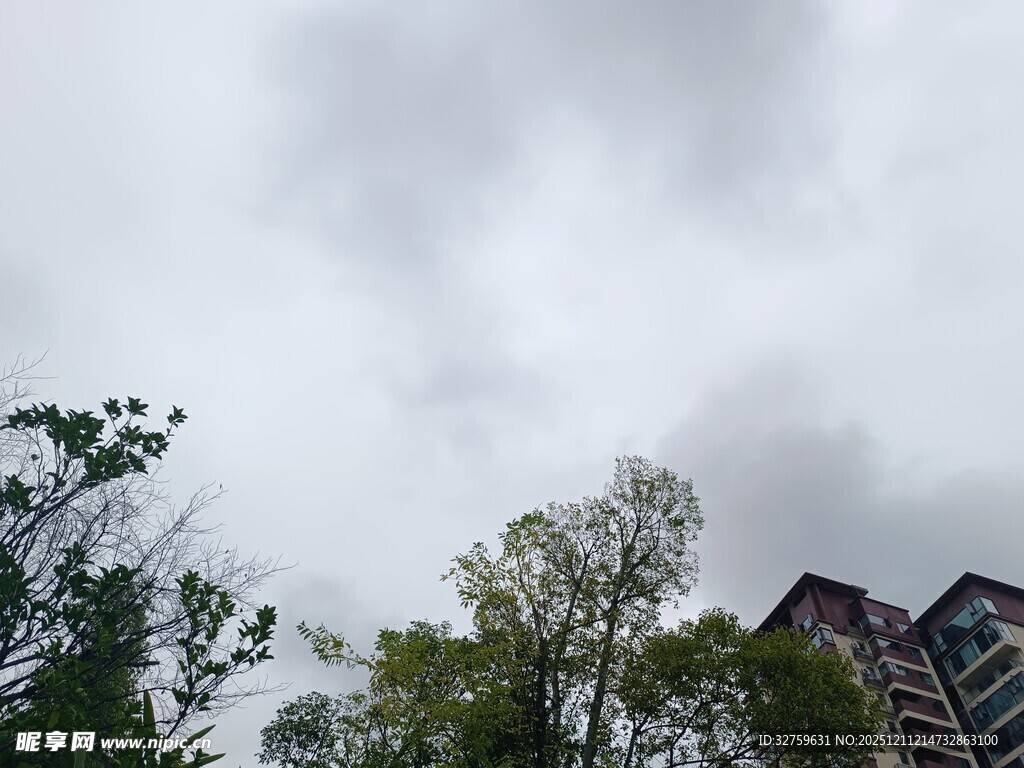 阴天时树梢与楼宇景象