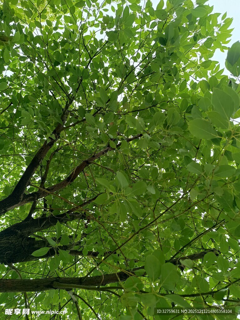 繁茂绿叶下的树枝景观